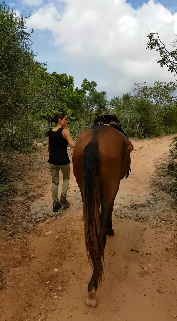 comunicação animal