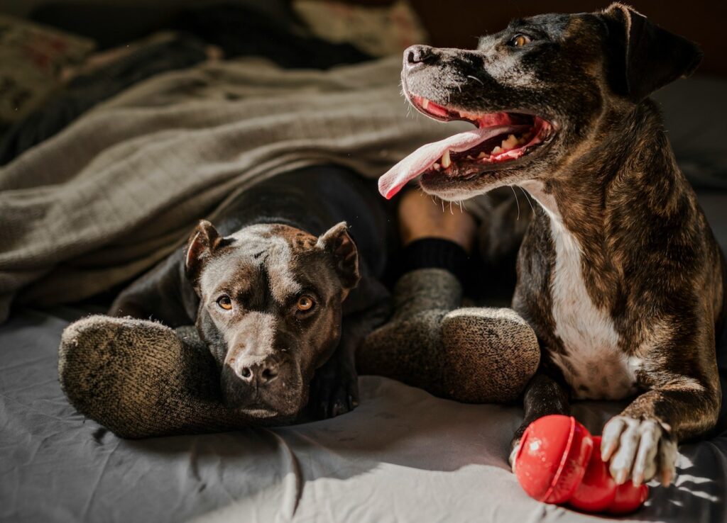 Melhores Brinquedos Para Cachorros Que Ficam Sozinhos | Porakaá