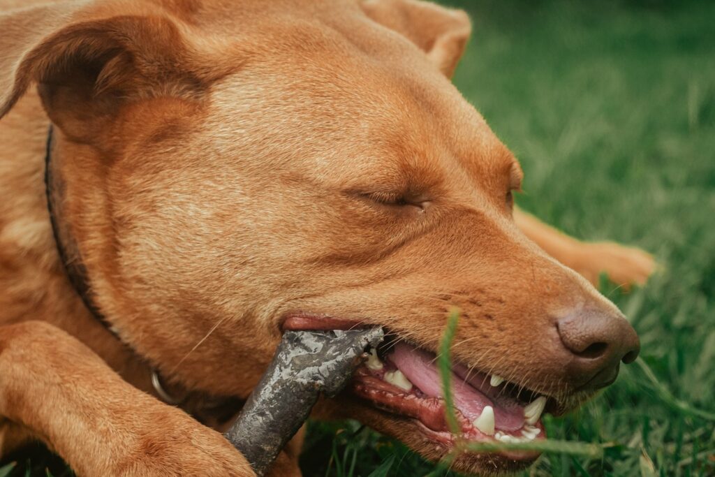 Melhores Brinquedos Para Cachorros Que Ficam Sozinhos | Porakaá