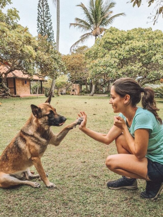 Melhores Brinquedos Para Cachorro: 6 Recomendados por Veterinários | Porakaá