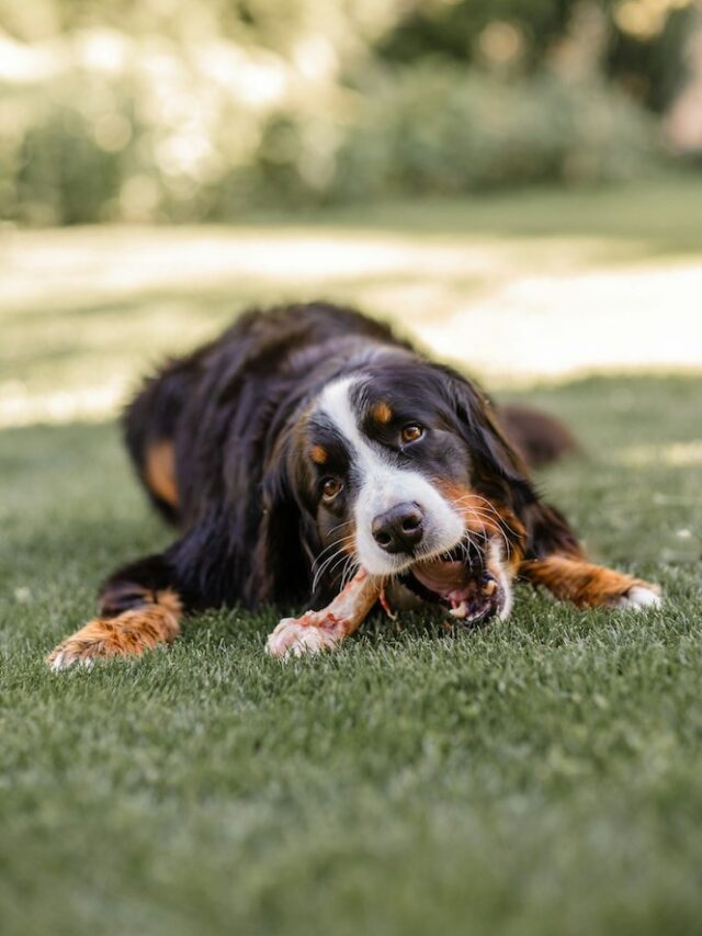 Brinquedos Para Cachorro | Porakaá
