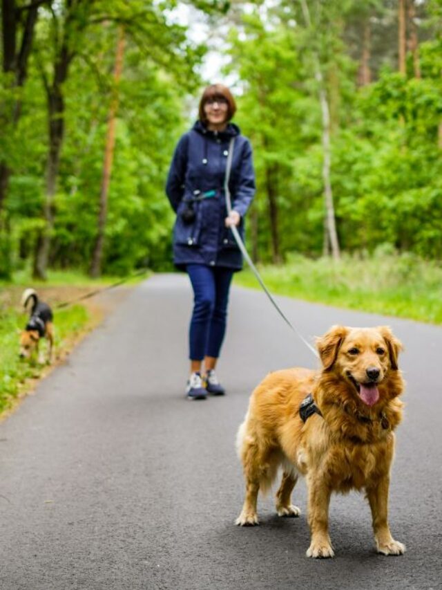Coleira Para Cachorro | Porakaá