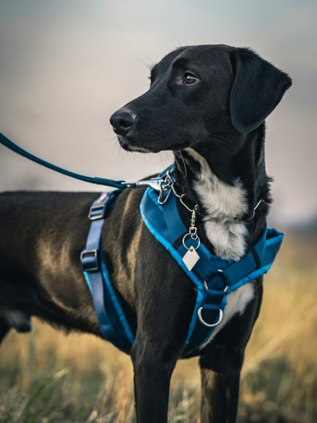 Cinto de Segurança Para Cachorro | Porakaá