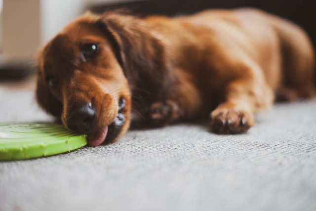 Melhores Brinquedos Para Cachorros Que Ficam Sozinhos | Porakaá