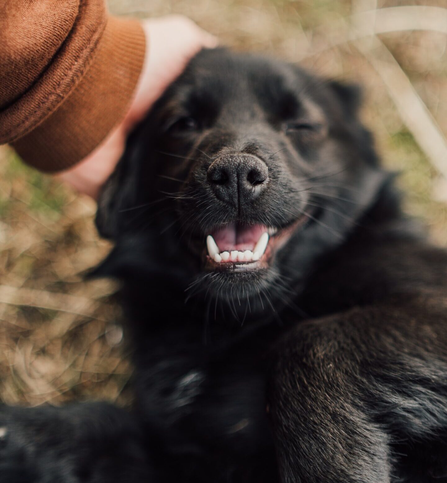 Raças de Cachorros: Guia Completo com Características, Cuidados e Escolha Ideal | Porakaá