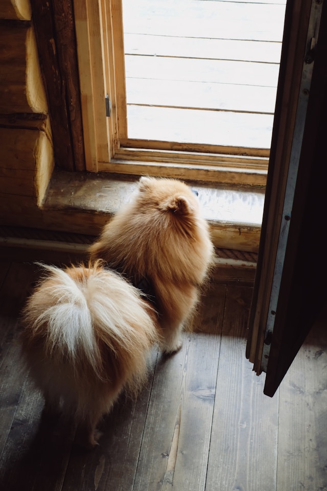 Como Acalmar Cachorro Com Medo De Barulho | Porakaá