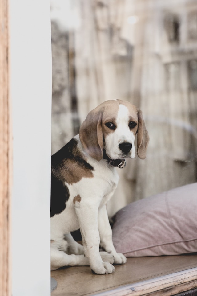 Cachorro com ansiedade de separação - Sinais e causas | Porakaá