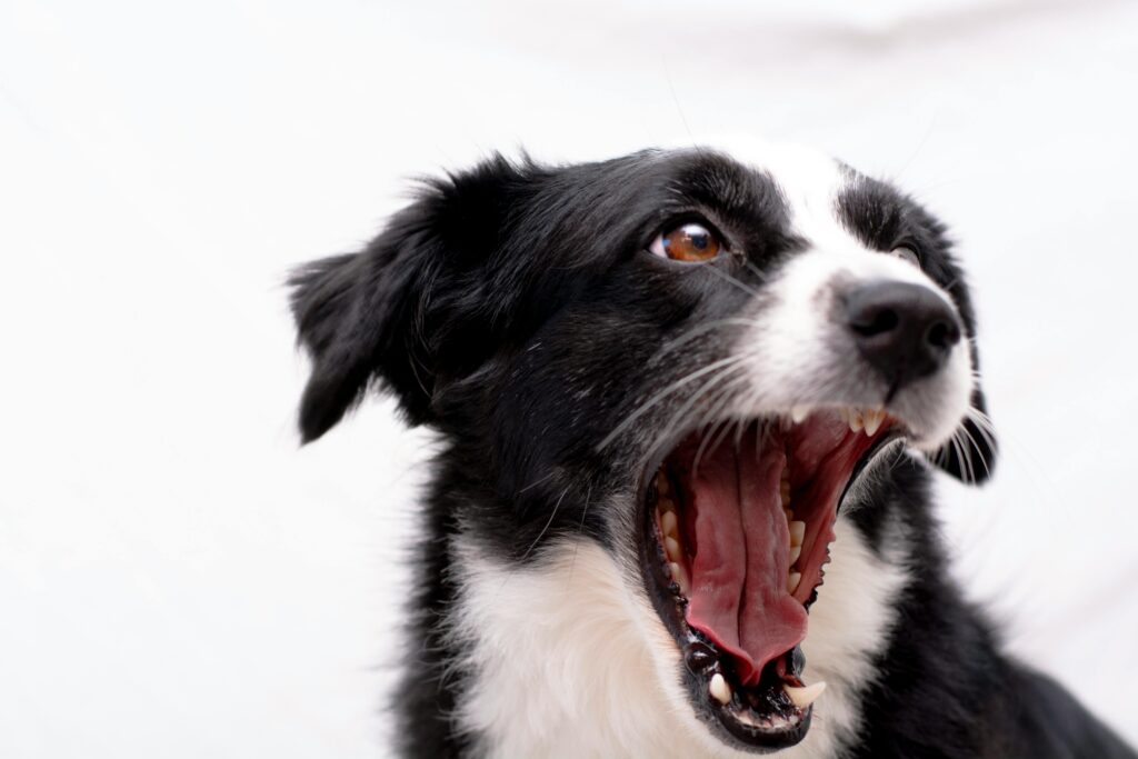 Cachorro Agressivo O Que Fazer | Porakaá