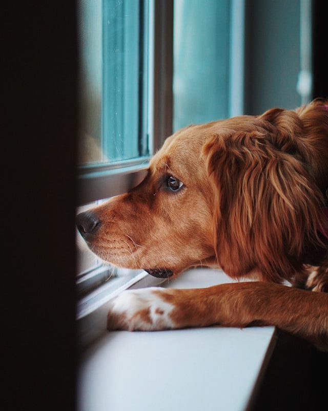 Como Acalmar Cachorro Com Medo De Barulho | Porakaá