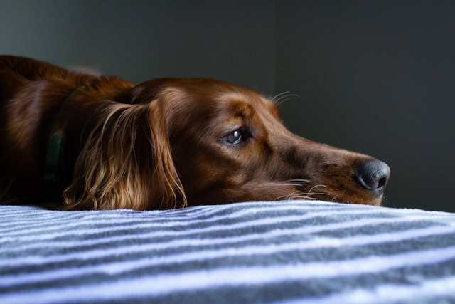 Como Acalmar Cachorro Com Medo De Barulho | Porakaá