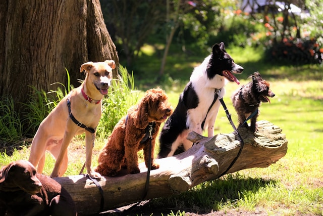 Como Treinar um Cão Medroso | Porakaá