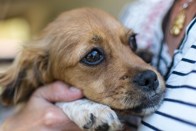 Como Acalmar Cachorro Com Medo De Barulho | Porakaá