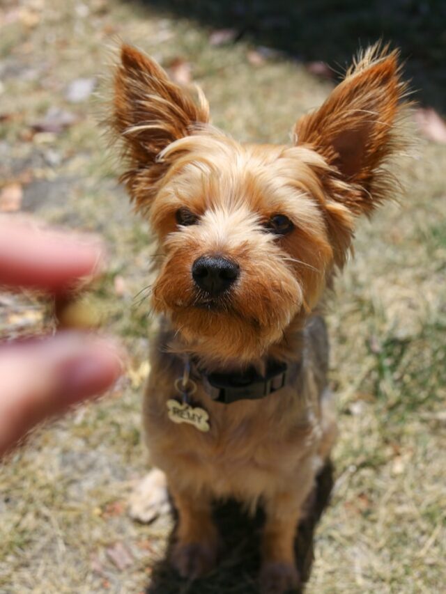 Homeopatia Veterinária Funciona | Porakaá