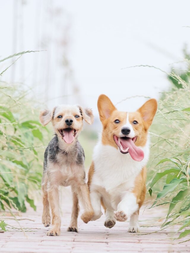 Raças Cachorros Brasil | Porakaá