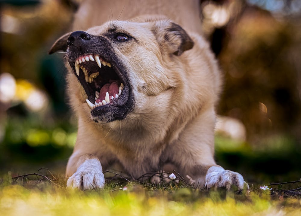 Cachorro Agressivo O Que Fazer | Porakaá