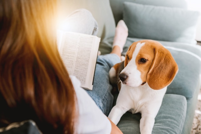 Cachorro com ansiedade de separação - Sinais e causas | Porakaá