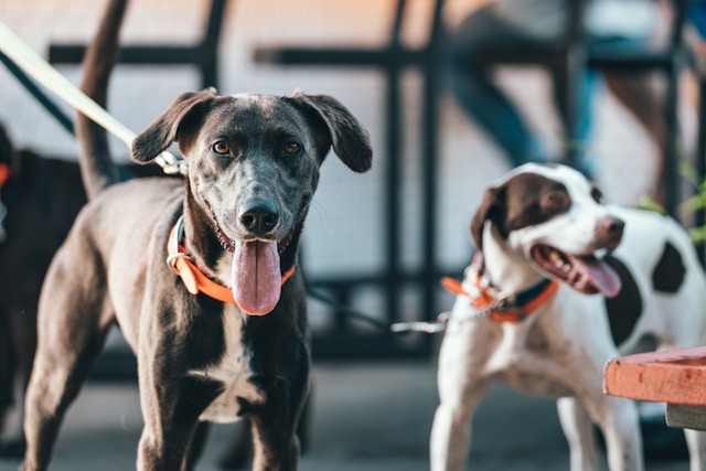 Como Treinar um Cão Medroso | Porakaá