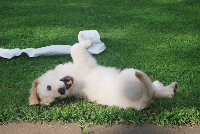 Creche legal para cachorro | Porakaá