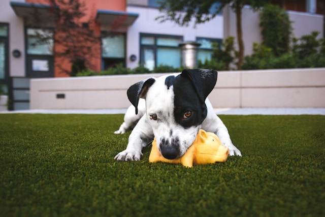 Cachorro branco e preto mordendo um brinquedo amarelo no gramado. | Porakaá