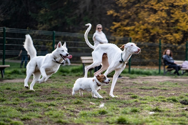  Três cães brincando e correndo em um parque ao ar livre. | Porakaá