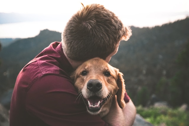 Como tratar cachorro com ansiedade de separação | Porakaá