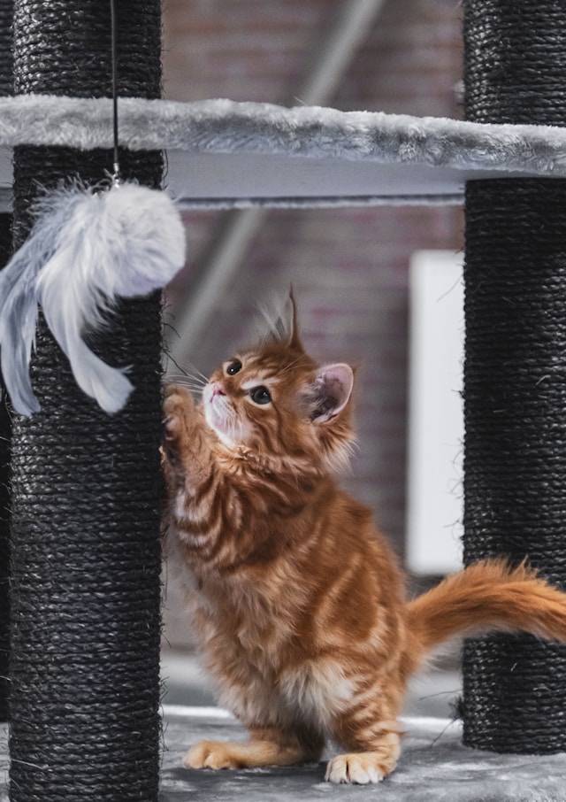 Arranhador para gatos - Como escolher o melhor | Porakaá