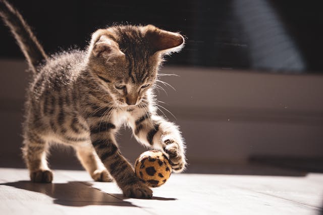 Brinquedos para gatos | Porakaá