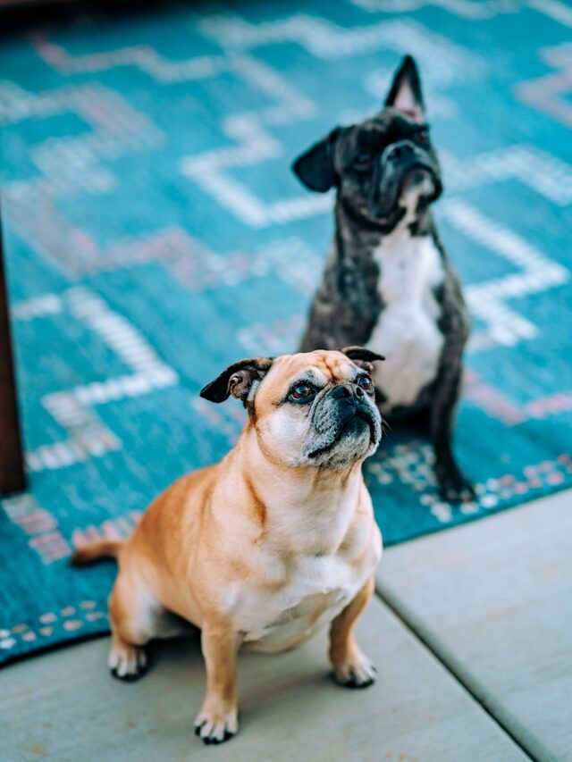 Dois cães sentados, atentos, com tapete azul ao fundo. | Porakaá