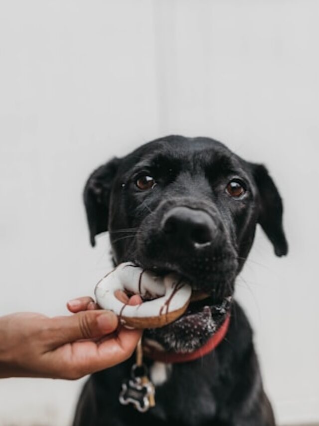 4 erros comuns de alimentação natural para cães | Porakaá
