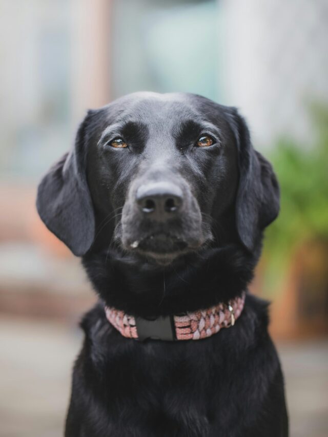 wesley-whitfield-bmzNmxSxLyA-unsplash