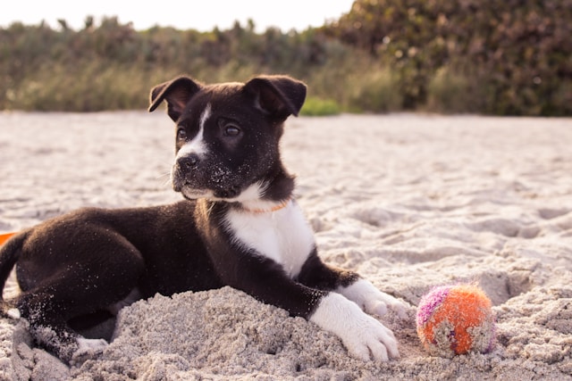 Como tratar cachorro com ansiedade de separação | Porakaá