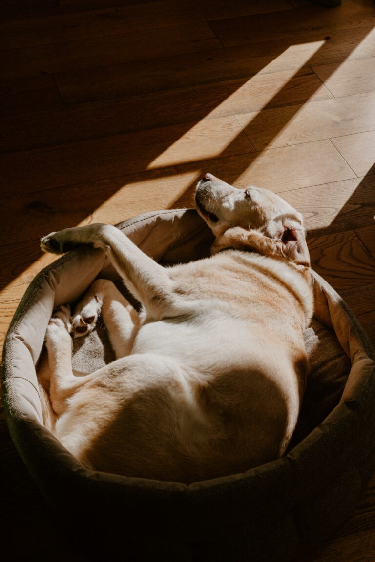 lauma-brezge-pLNLLhCXnQ4-unsplash