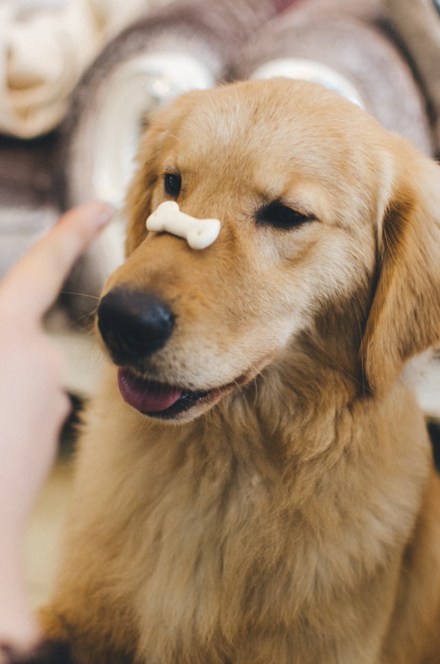 Como tratar cachorro com ansiedade de separação | Porakaá