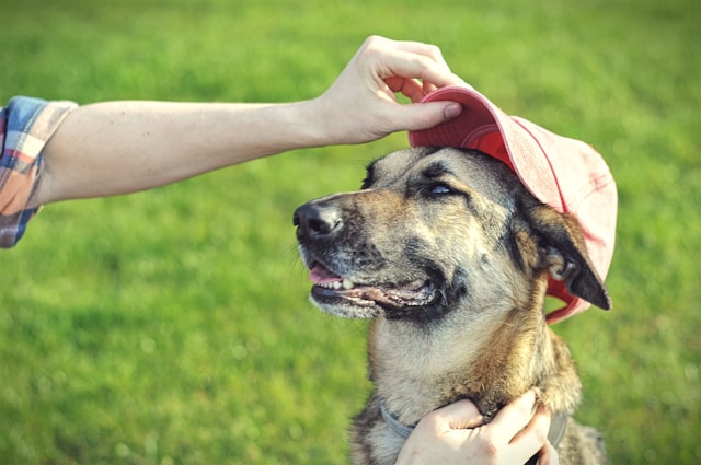 Como tratar cachorro com ansiedade de separação | Porakaá