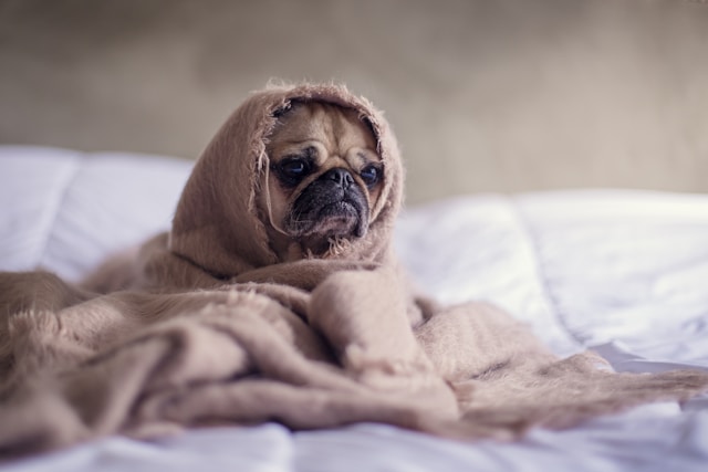 Como tratar cachorro com ansiedade de separação | Porakaá