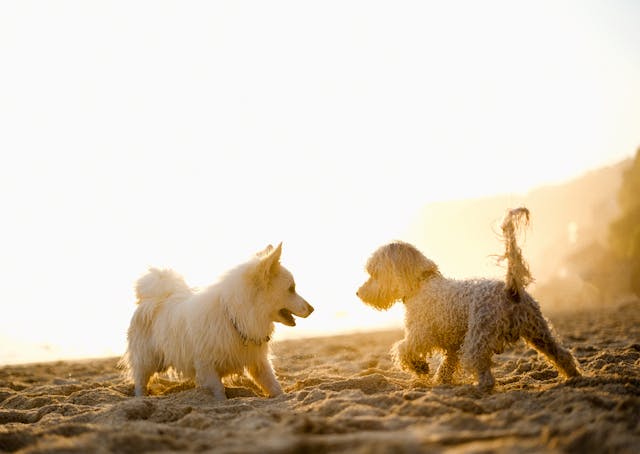 Creche para cachorro vale a pena? | Porakaá