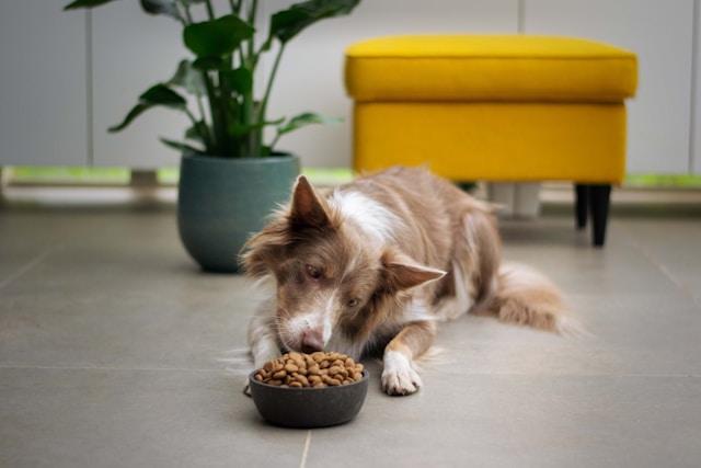 Comedouro lento para cão | Porakaá