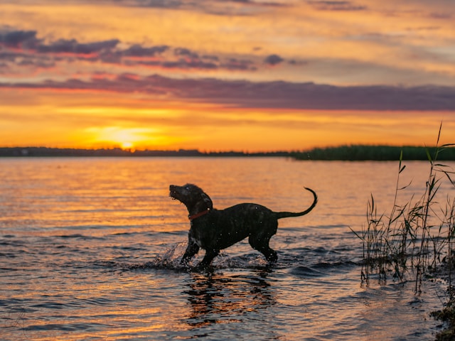 7 cuidados com seu pet no verão| Porakaá
