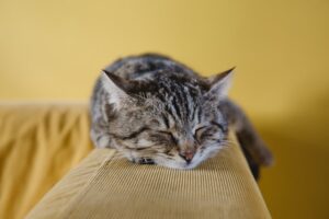 Queda de pelo em gatos | Porakaá